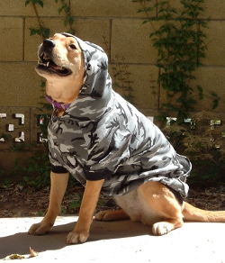 hoodies for big dogs