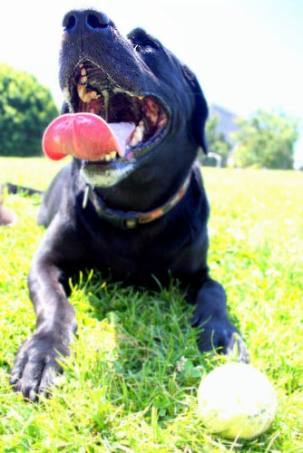 how to keep big dogs cool in hot weather