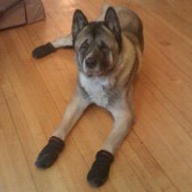 big dog boots
