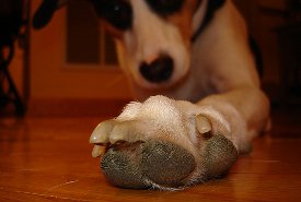 why would a dog chew his paws